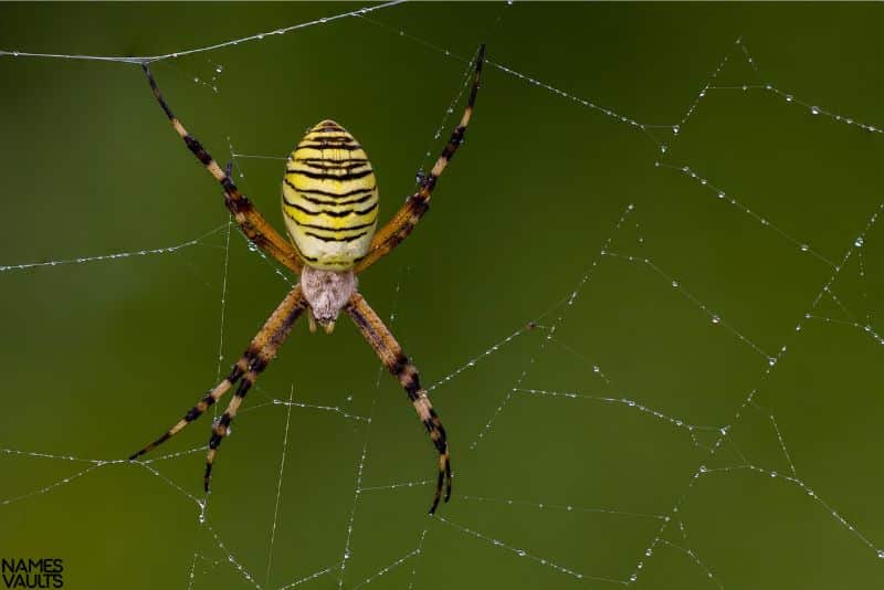 Yellow Spider