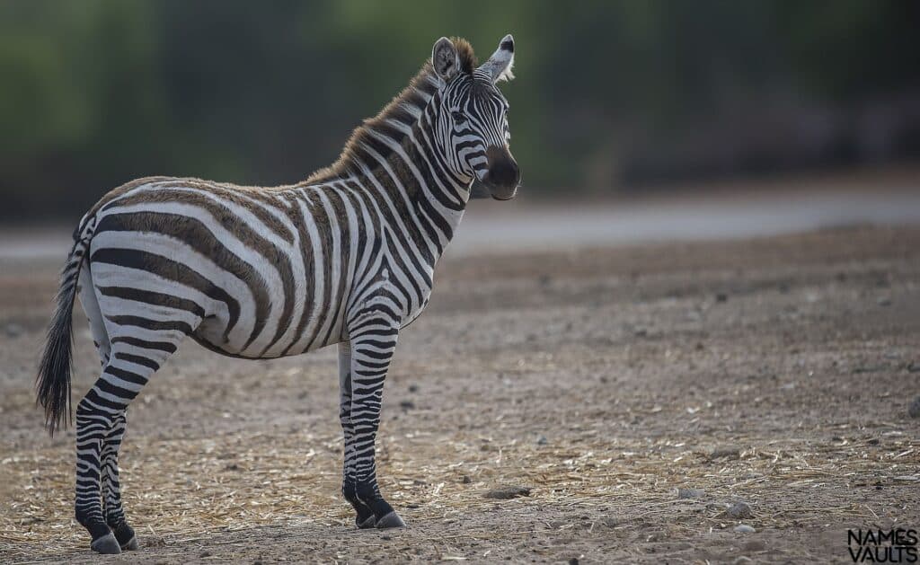 Zebra Alone