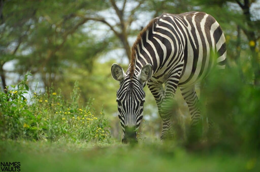 Zebra Eat