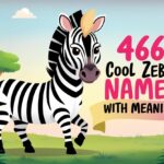 Zebra Feature Image