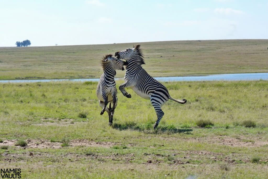 Zebra Fun