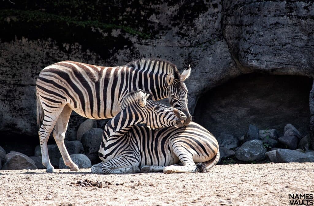 Zebra Love