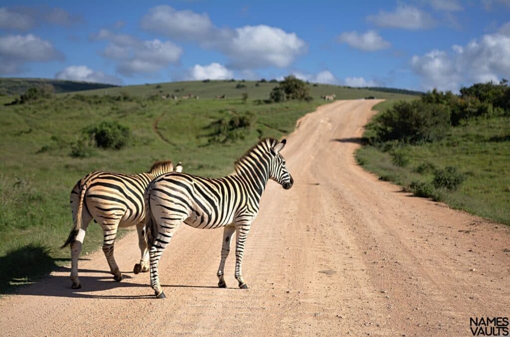 Zebra Road