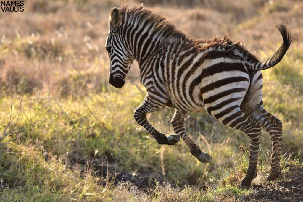 Zebra Running