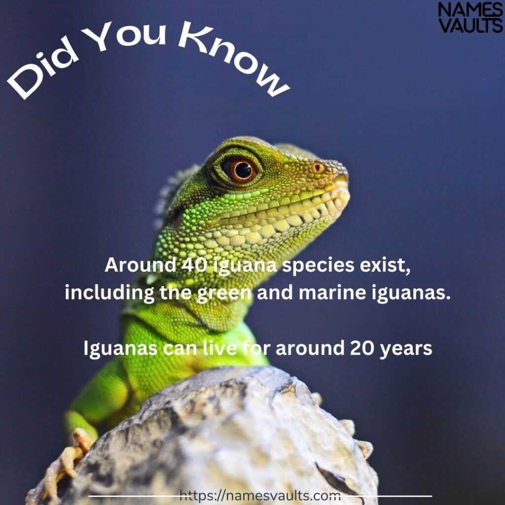 iguana- Did You Know