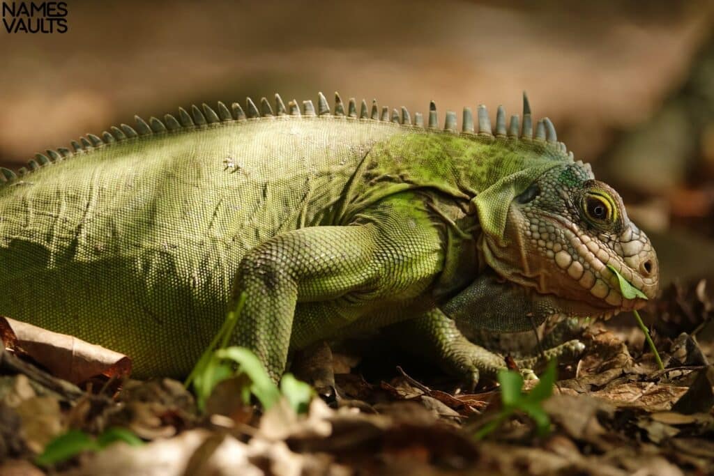 iguana eat