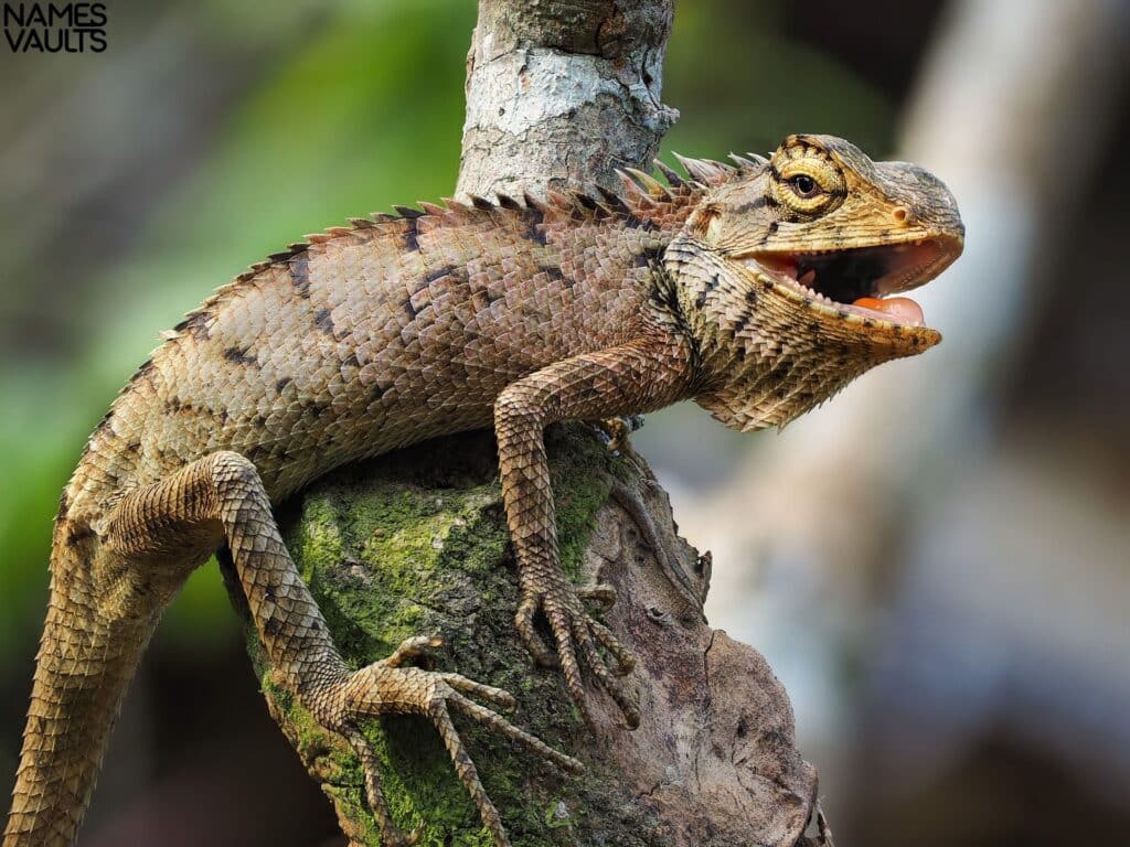 iguana mouth