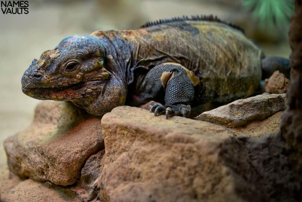 iguana see