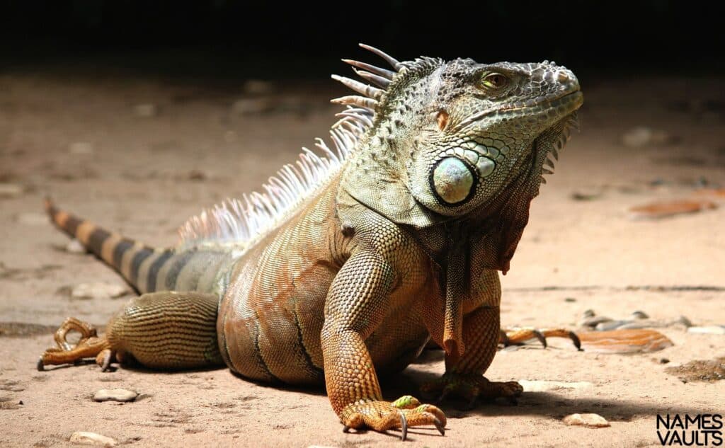 iguana stand