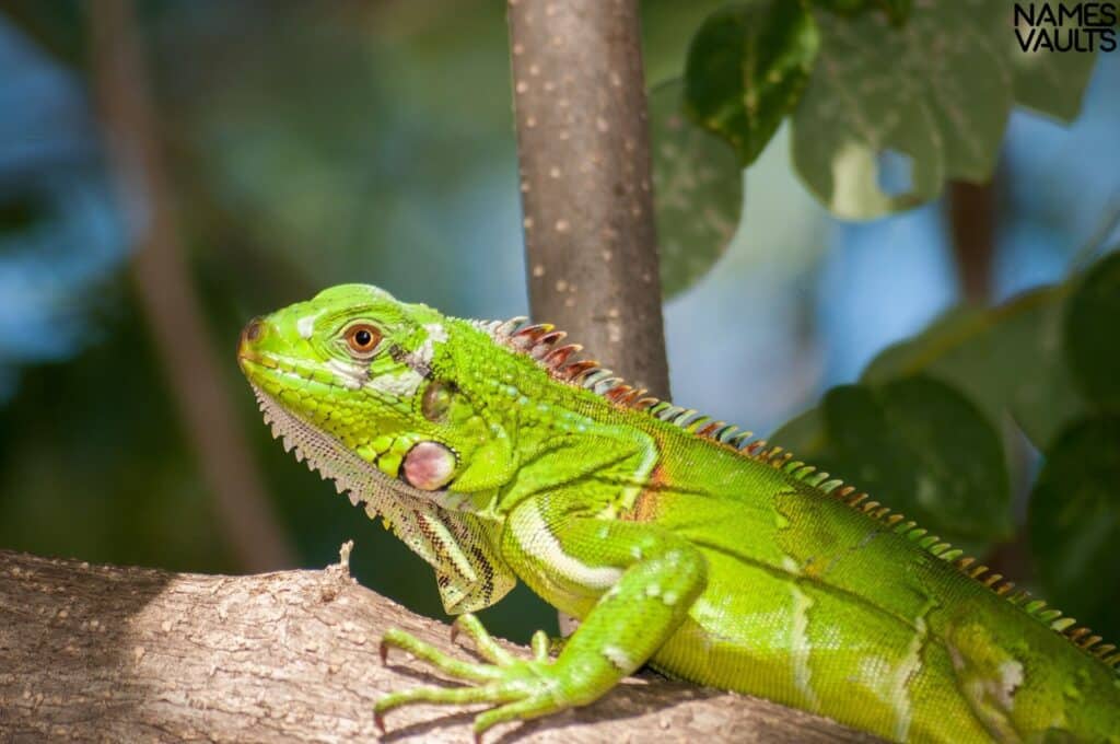 iguana stone