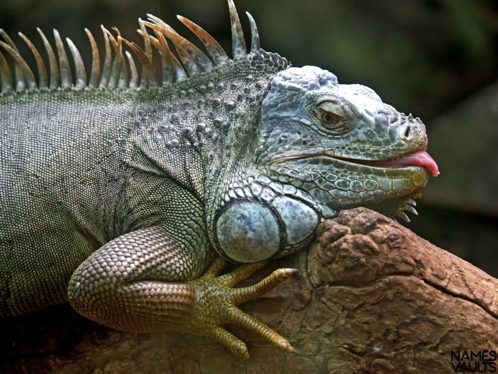 iguana tounge