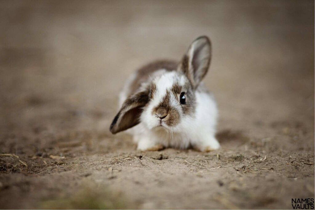 Baby Rabbit Names