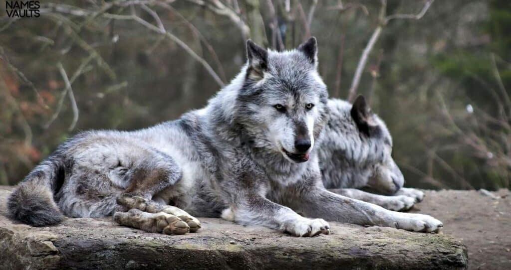 Badass Names for Wolf