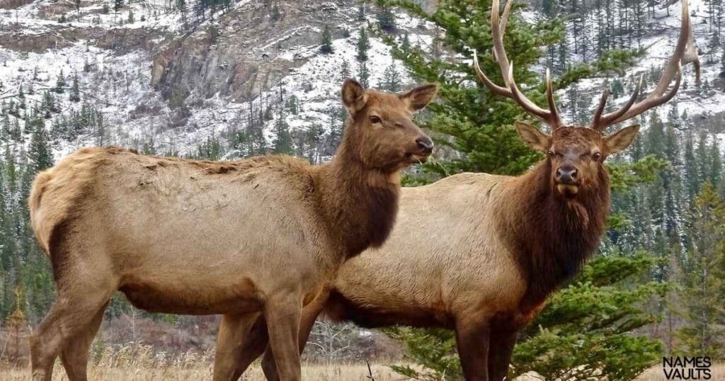 Best Elk Names with Meaning