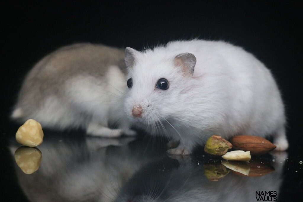 Black & White Hamster Names