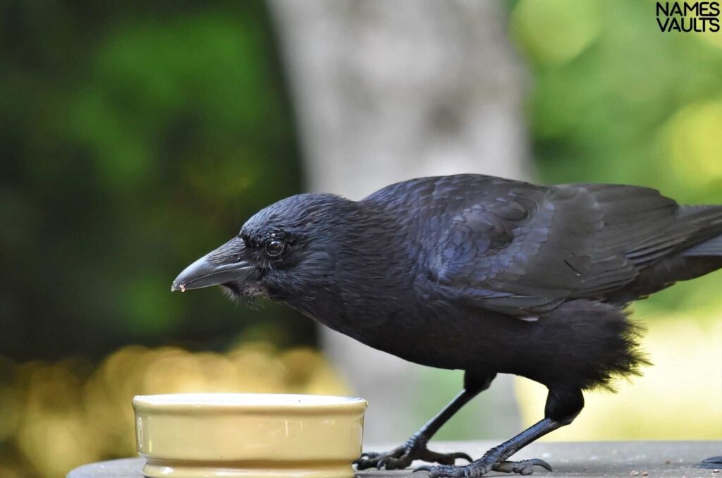 Boy Names for Baby Crow