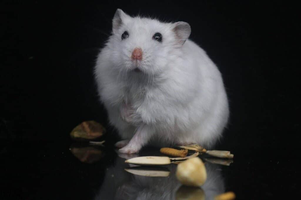 Catchy White Hamster Names