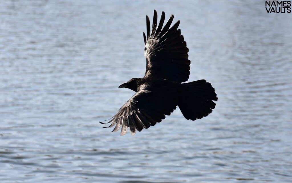 Cool Names for Crow with Meaning