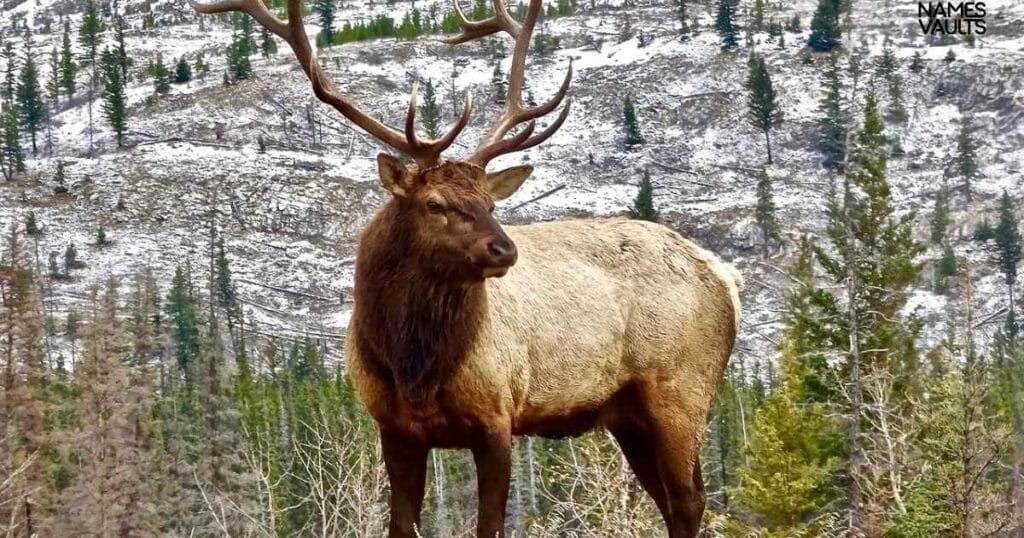 Cool Names for Elks