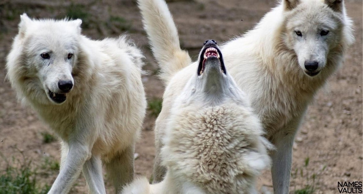 374+ Cool & Badass Wolf Names Names Vaults