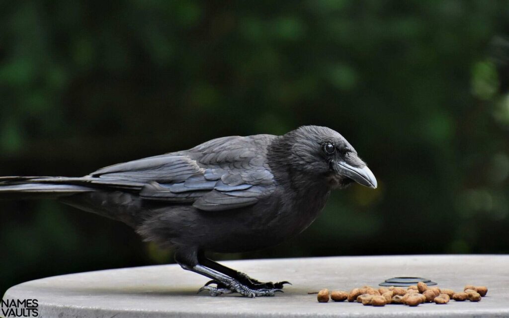 Crow Eat