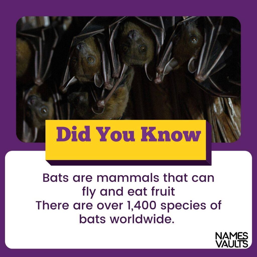 Cute Names for Bats