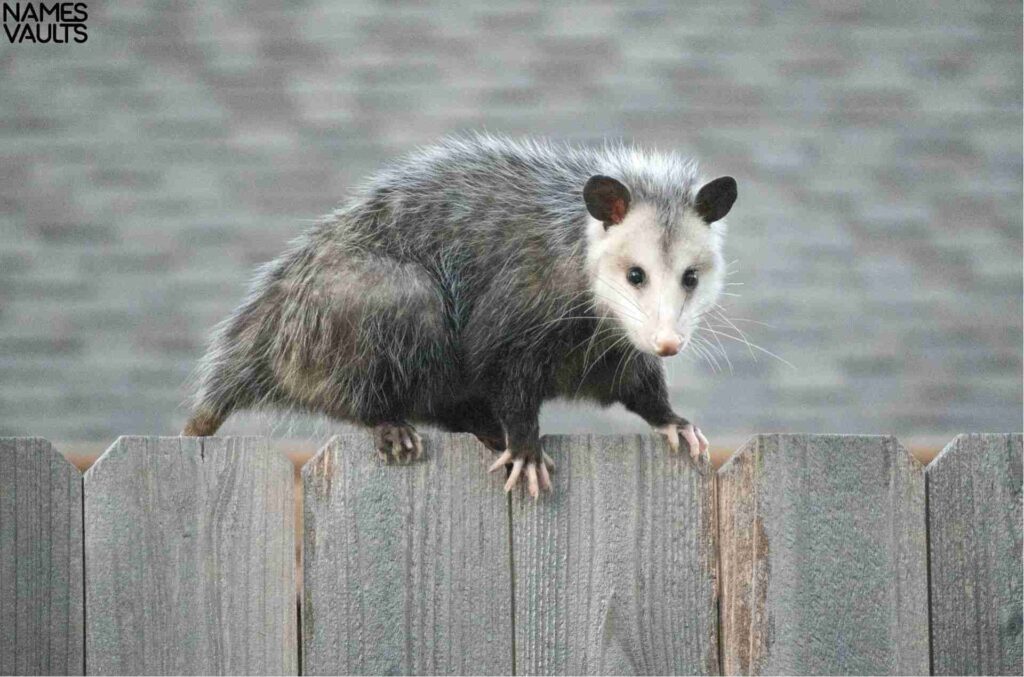 Cute Names for Opossum