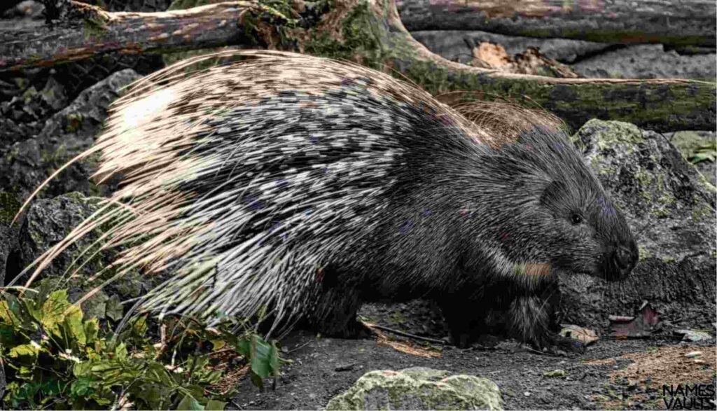 Cute Porcupine Names with Meaning