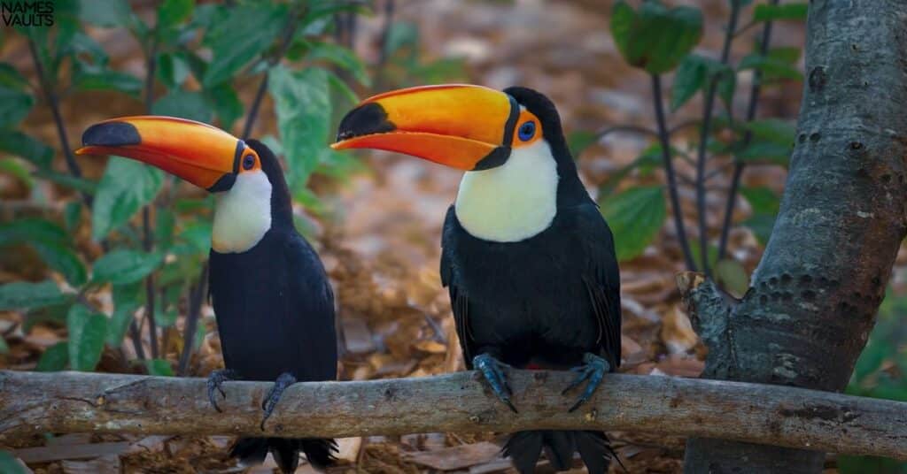 Cute Toucan Names