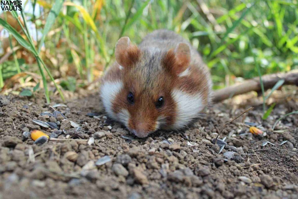 Disney hamster names