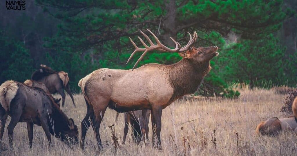 Elk Scientific Names