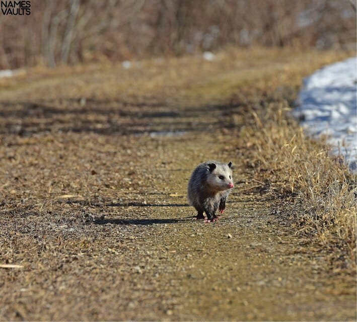 Famous Opossum Names