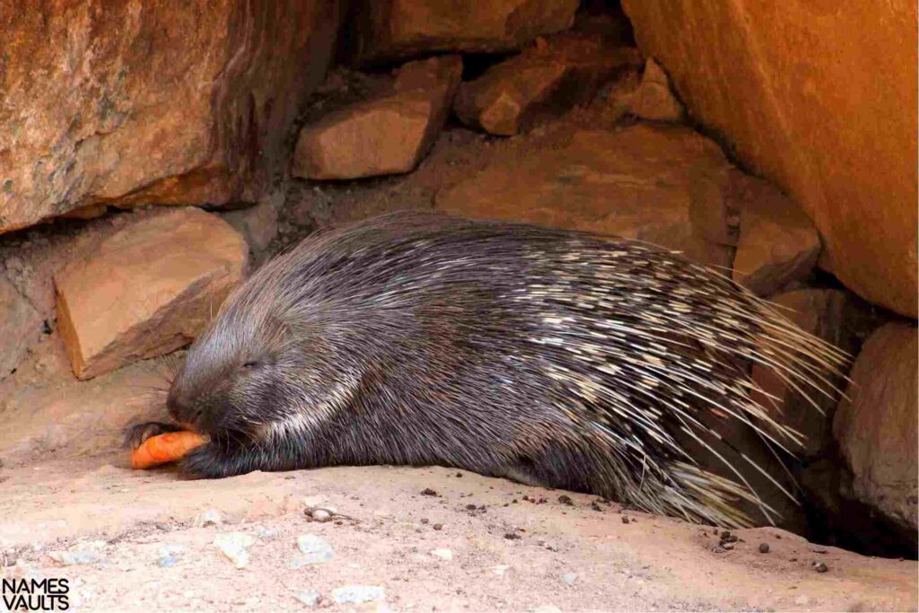 Famous Porcupine Names