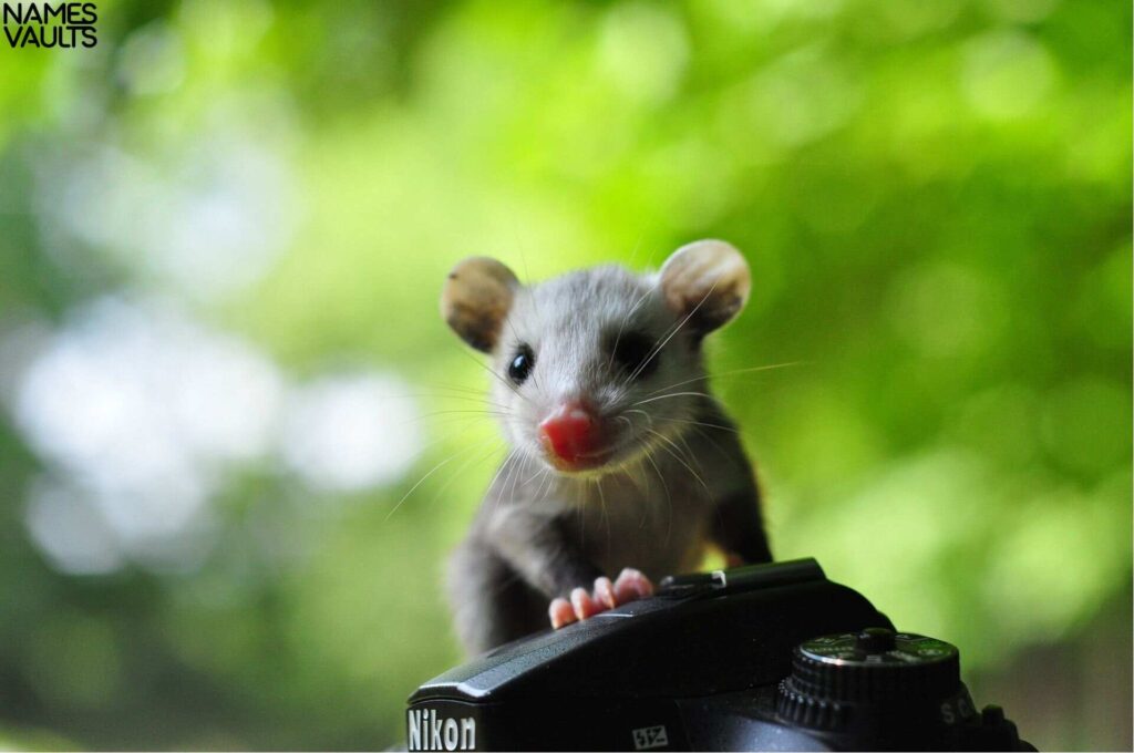 Funny Opossum Names