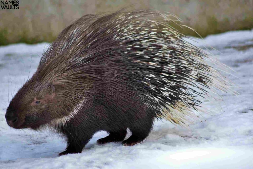 Funny Porcupine Names