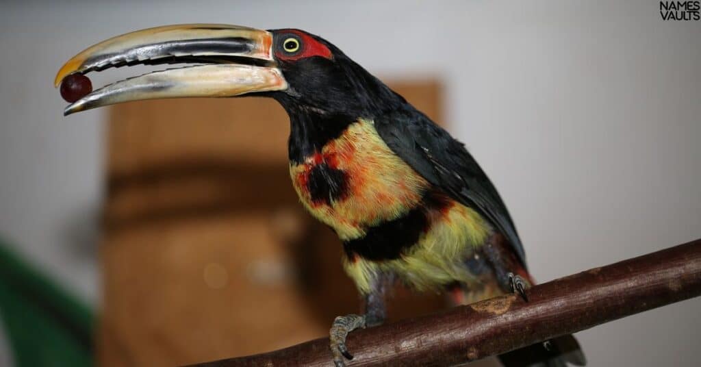 Funny Toucan Names