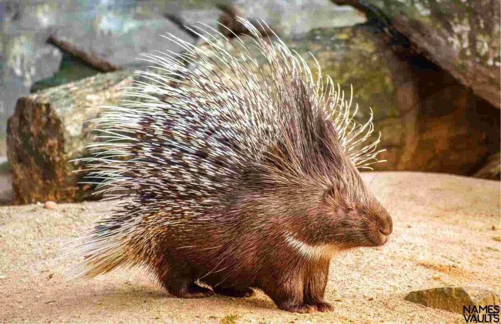 Girl Porcupine Names