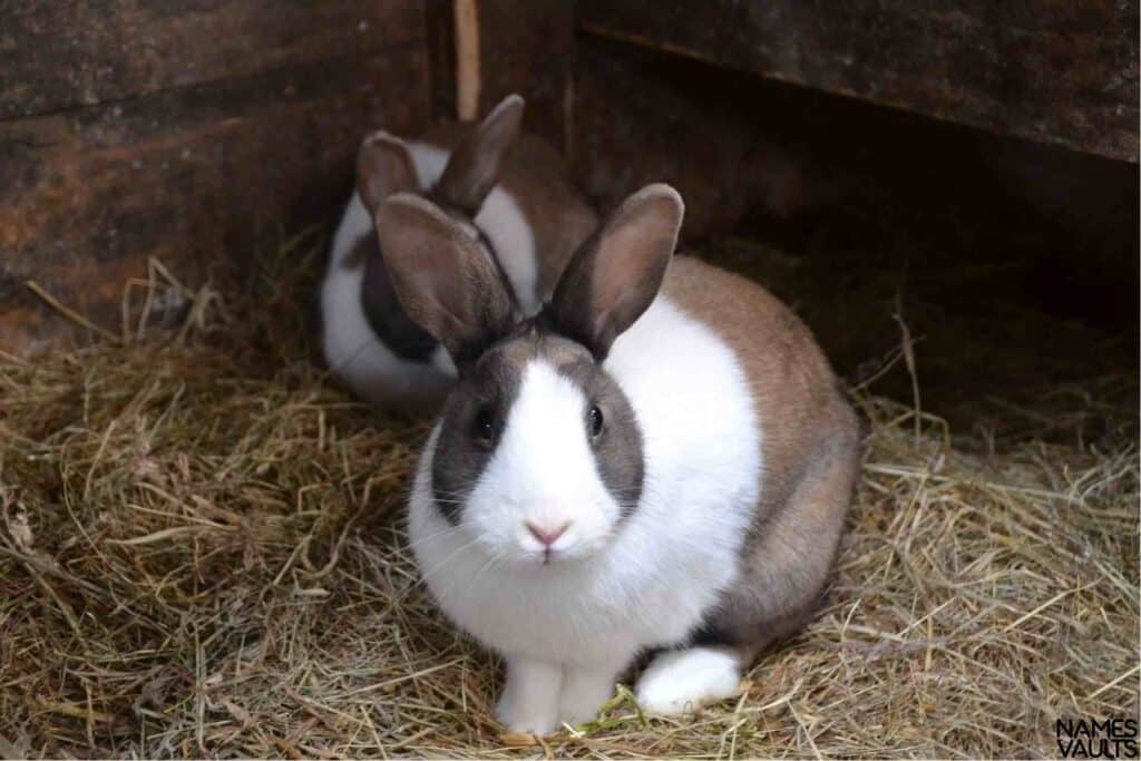 Lionhead Rabbit Names