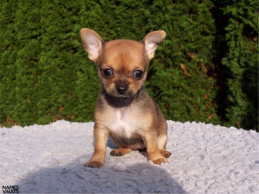 Mexican Chihuahua Names