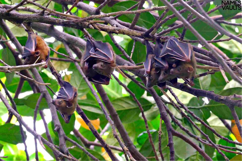 Names that Mean Bat in Different Languages