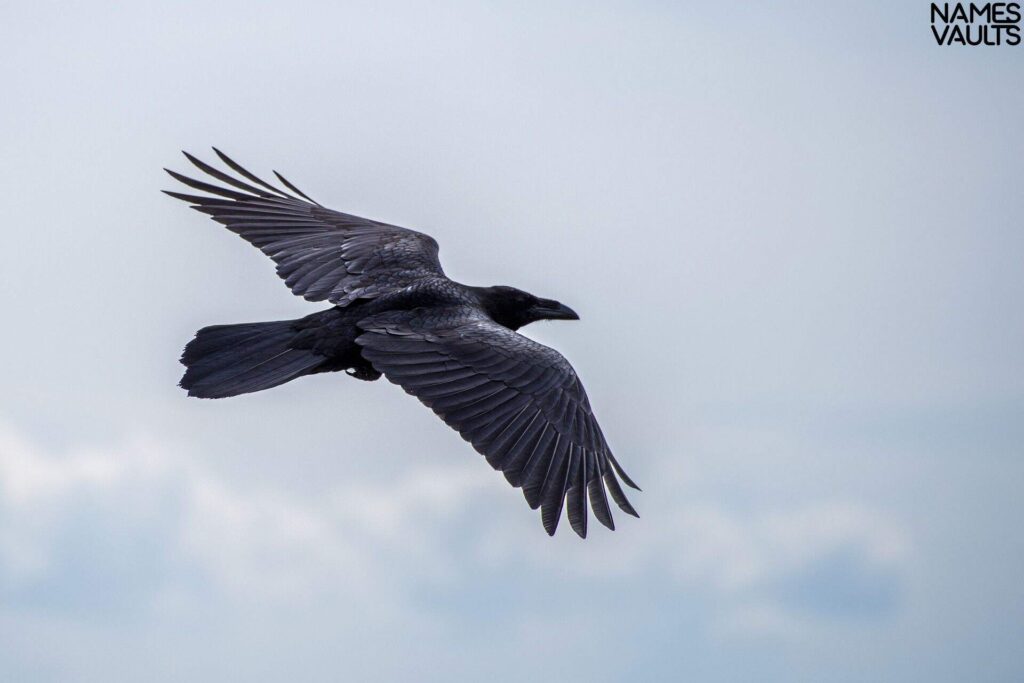 Names that Mean Crow in Different Languages