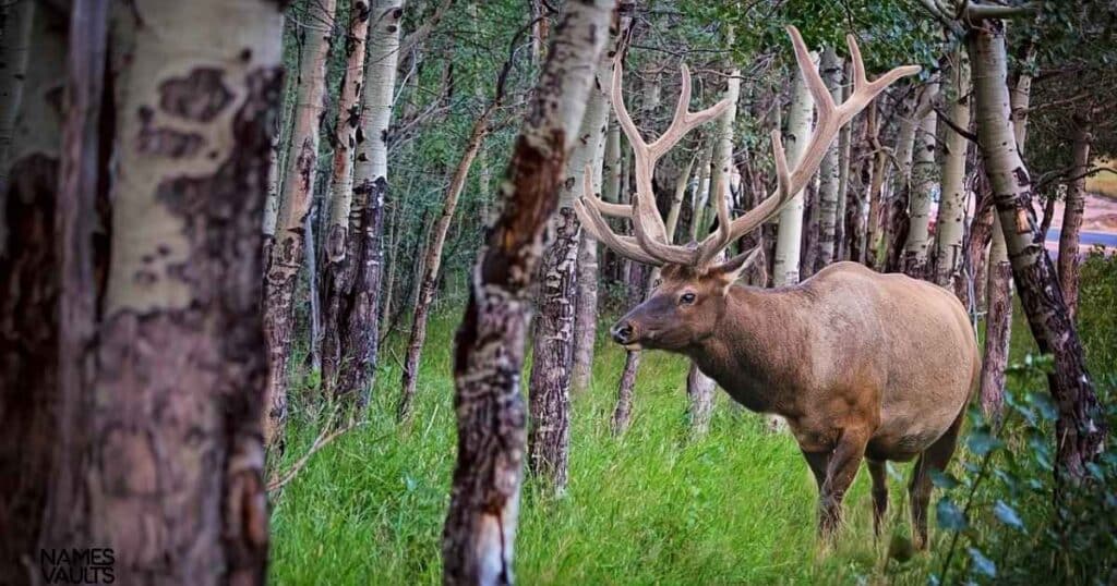 Names that Mean Elk