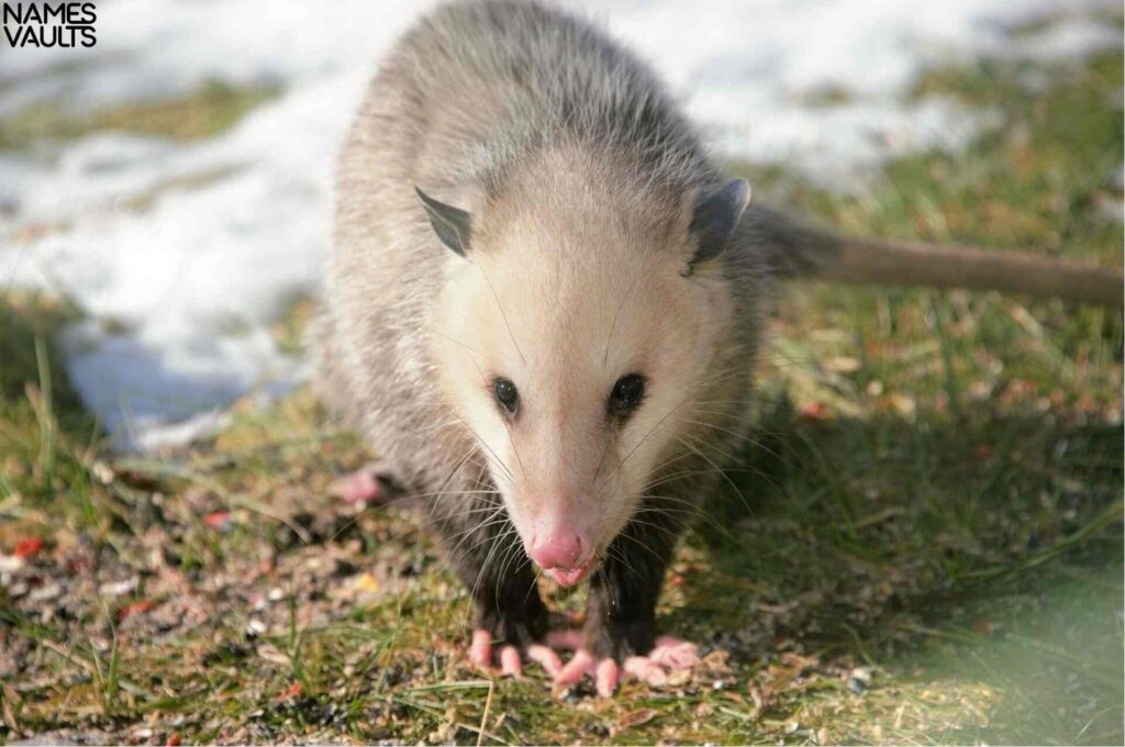 Opossum Girl Names