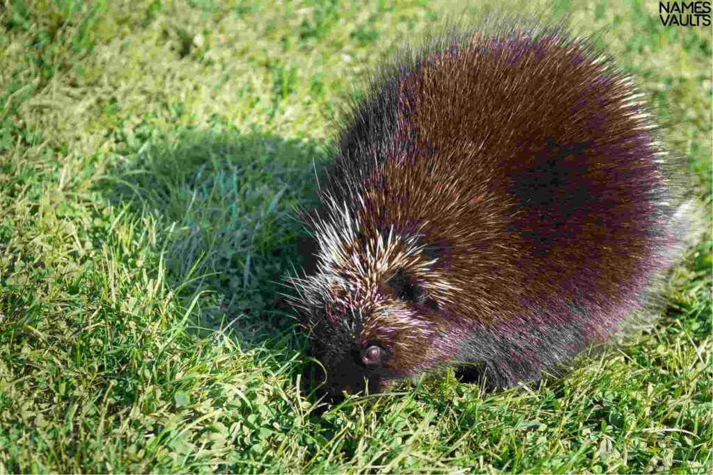 Personality-Based Porcupine Names