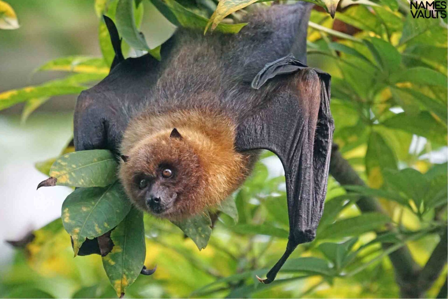 Perfect Bat Names: 264+ Rare & Powerful Choices - Names Vaults