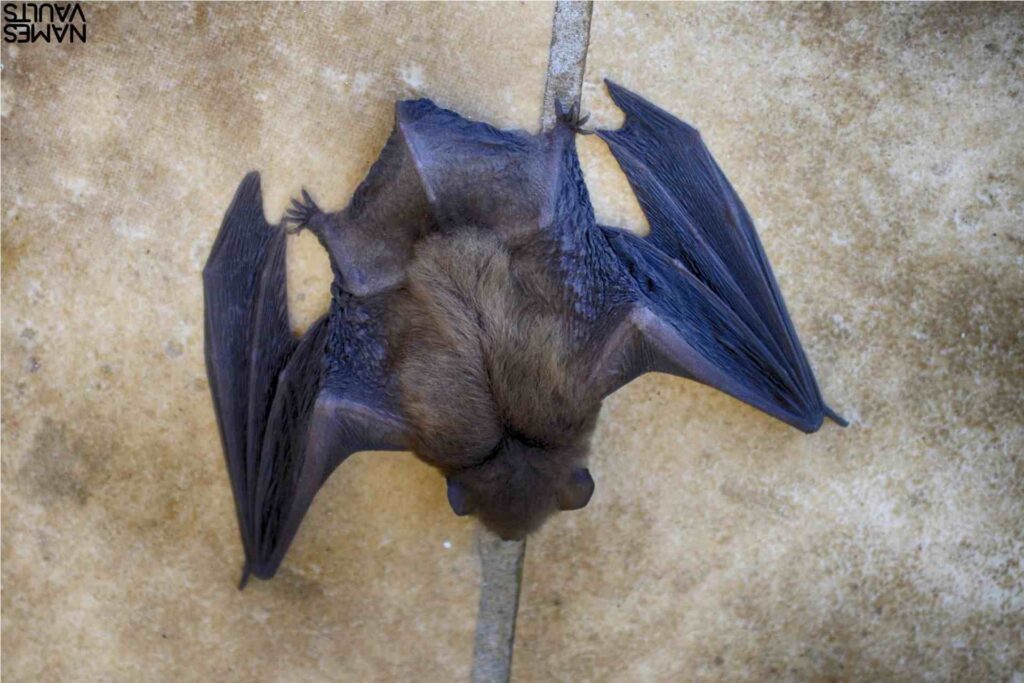 Rare Bat Names