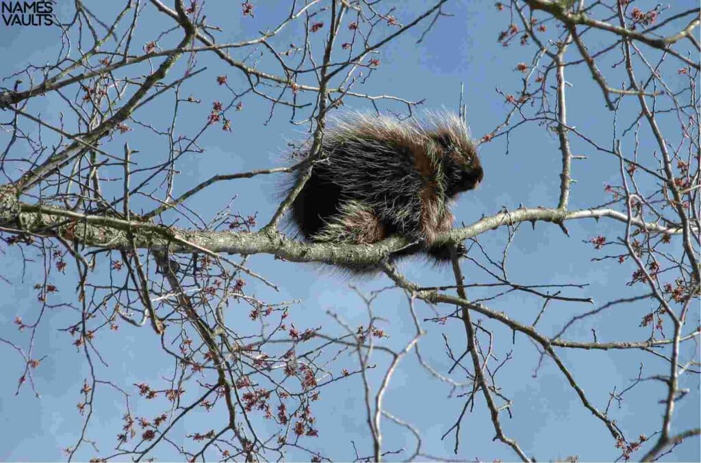 Seasonal Porcupine Names