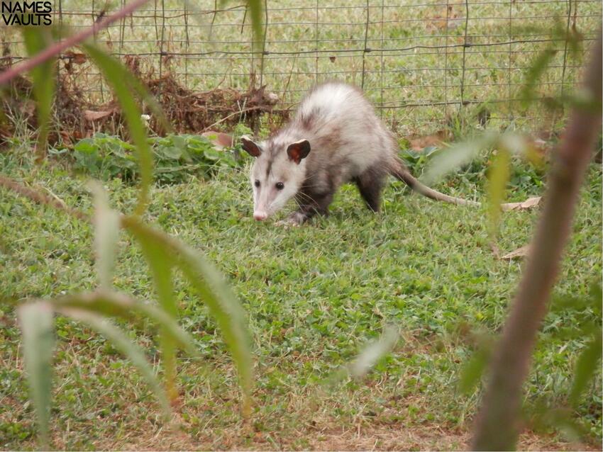 Sweet Names for Opossums