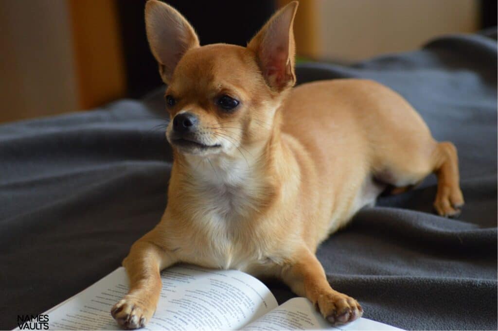 Sweet and Endearing Chihuahua Names