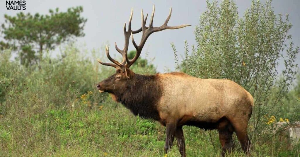 Unique Elk Names